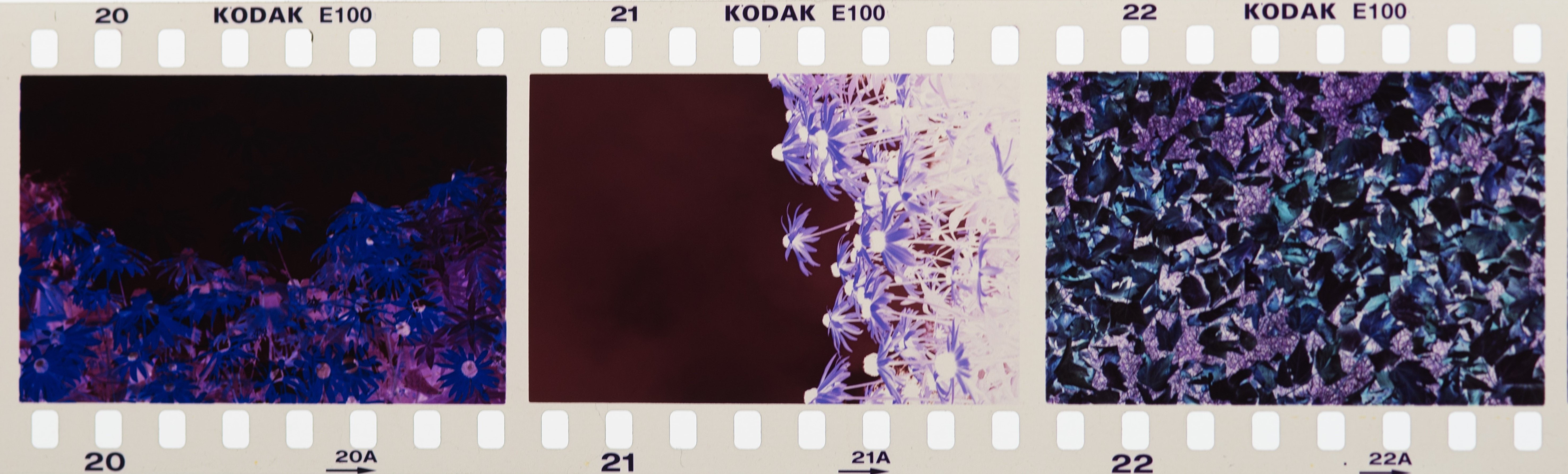 A roll of film negatives with a purple hue. 